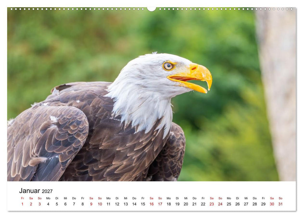 Greifvögel in Aktion - Dynamische Flugbilder und Porträts (CALVENDO Wandkalender 2027)