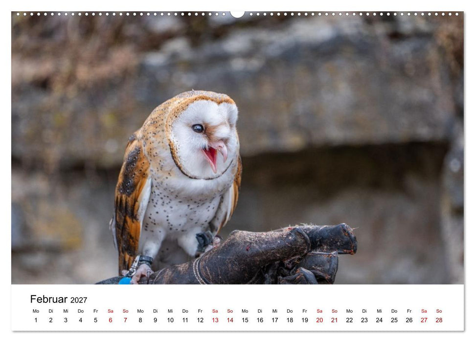 Greifvögel in Aktion - Dynamische Flugbilder und Porträts (CALVENDO Wandkalender 2027)