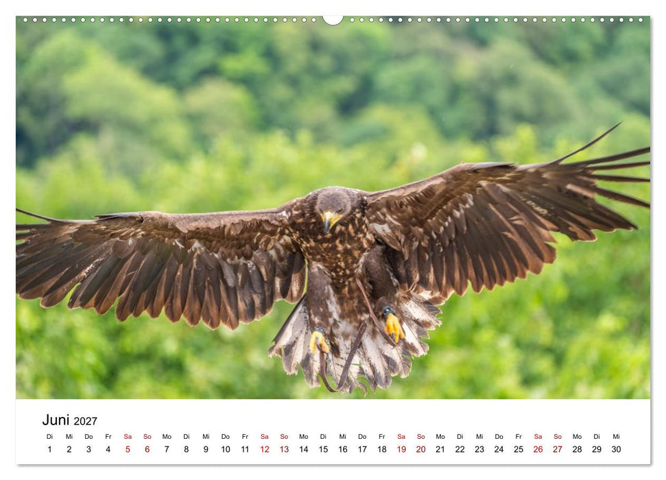 Greifvögel in Aktion - Dynamische Flugbilder und Porträts (CALVENDO Wandkalender 2027)