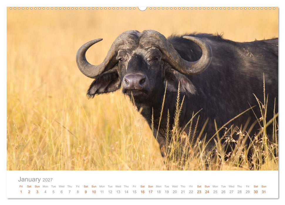 Africa Wildlife Photography (CALVENDO Premium-Calendar 2027)