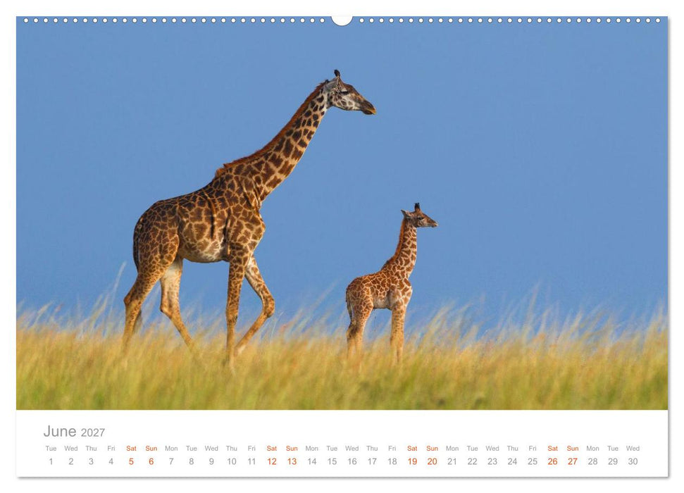 Africa Wildlife Photography (CALVENDO Premium-Calendar 2027)