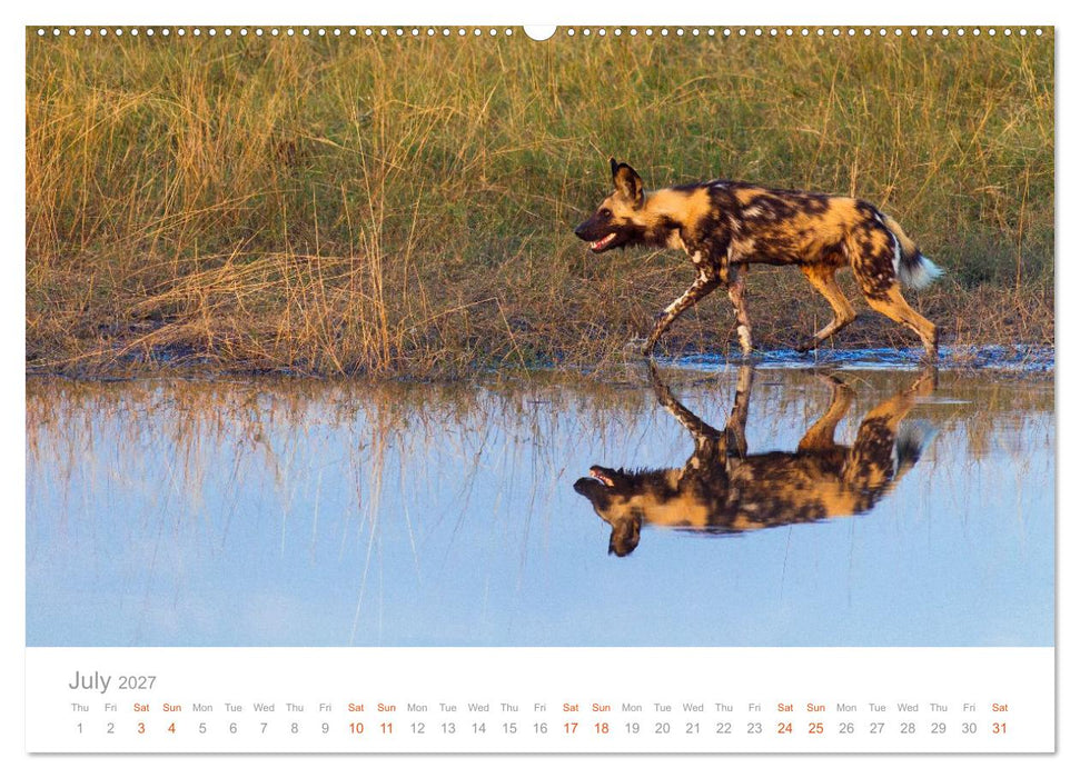 Africa Wildlife Photography (CALVENDO Premium-Calendar 2027)