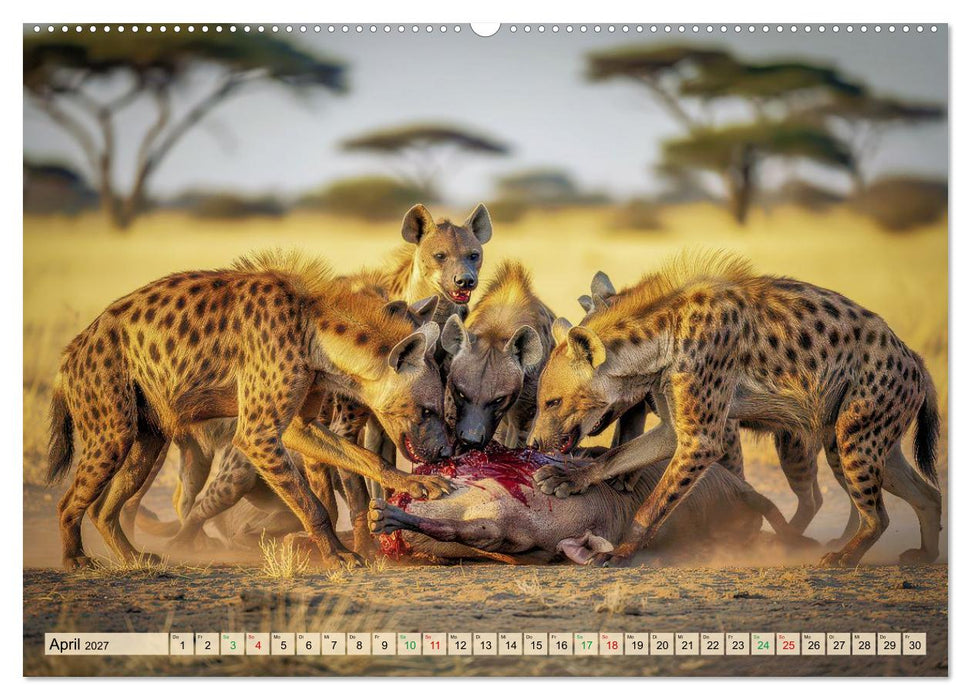Tüpfelhyänen - Jäger der Savanne (CALVENDO Premium Wandkalender 2027)