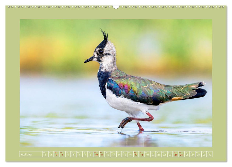 Limikolen - Watvögel aus Europa (CALVENDO Premium Wandkalender 2027)