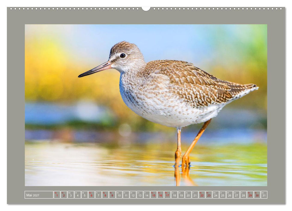Limikolen - Watvögel aus Europa (CALVENDO Premium Wandkalender 2027)