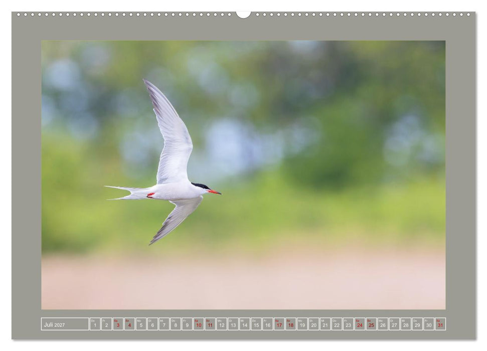 Limikolen - Watvögel aus Europa (CALVENDO Premium Wandkalender 2027)