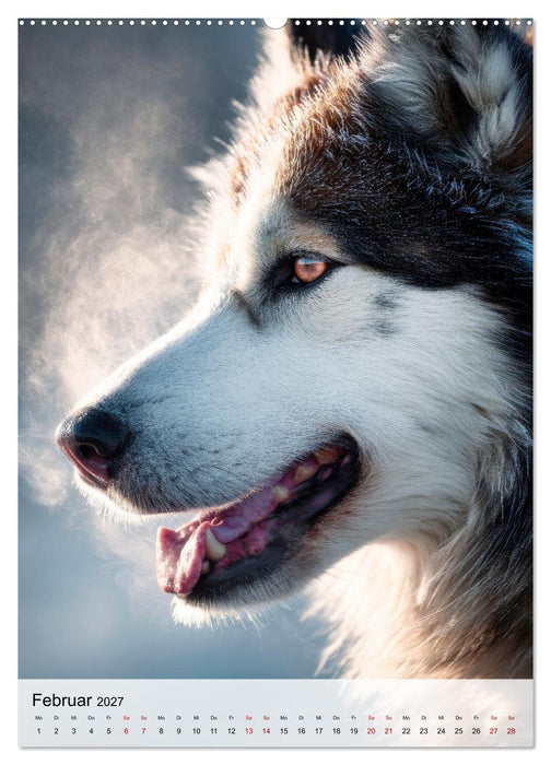 Huskys im Fokus (CALVENDO Premium Wandkalender 2027)
