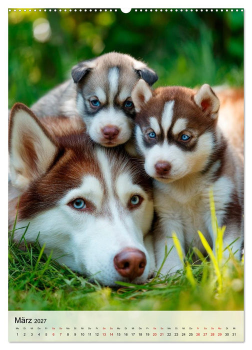 Huskys im Fokus (CALVENDO Premium Wandkalender 2027)