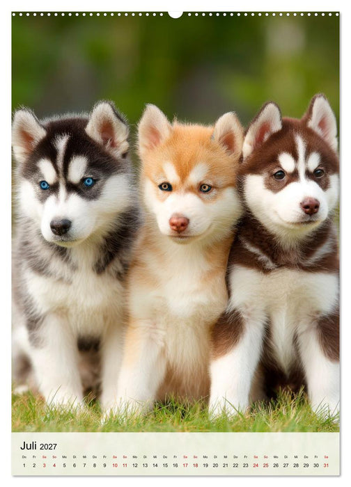Huskys im Fokus (CALVENDO Premium Wandkalender 2027)