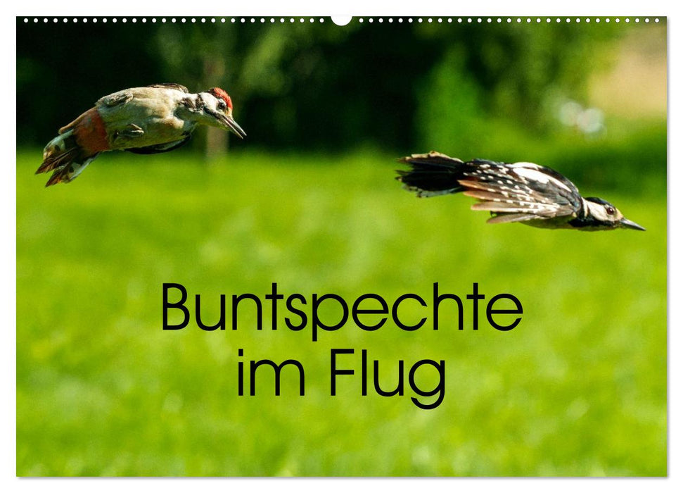 Buntspechte im Flug (CALVENDO Wandkalender 2027)
