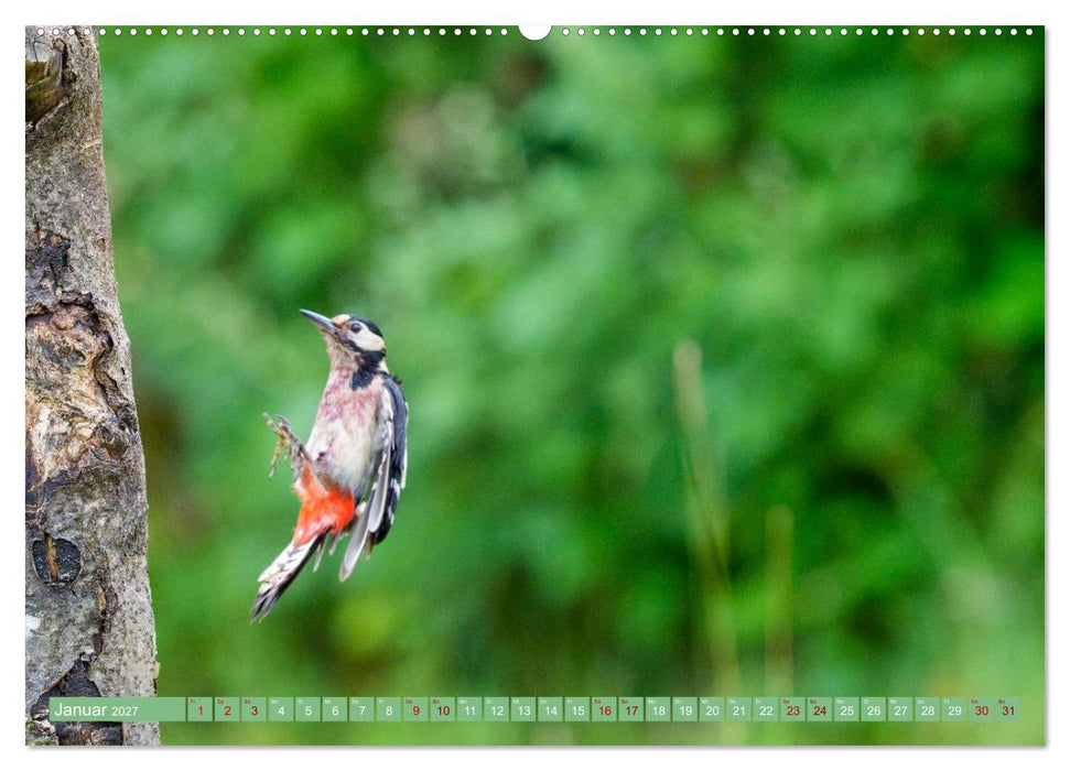 Buntspechte im Flug (CALVENDO Wandkalender 2027)