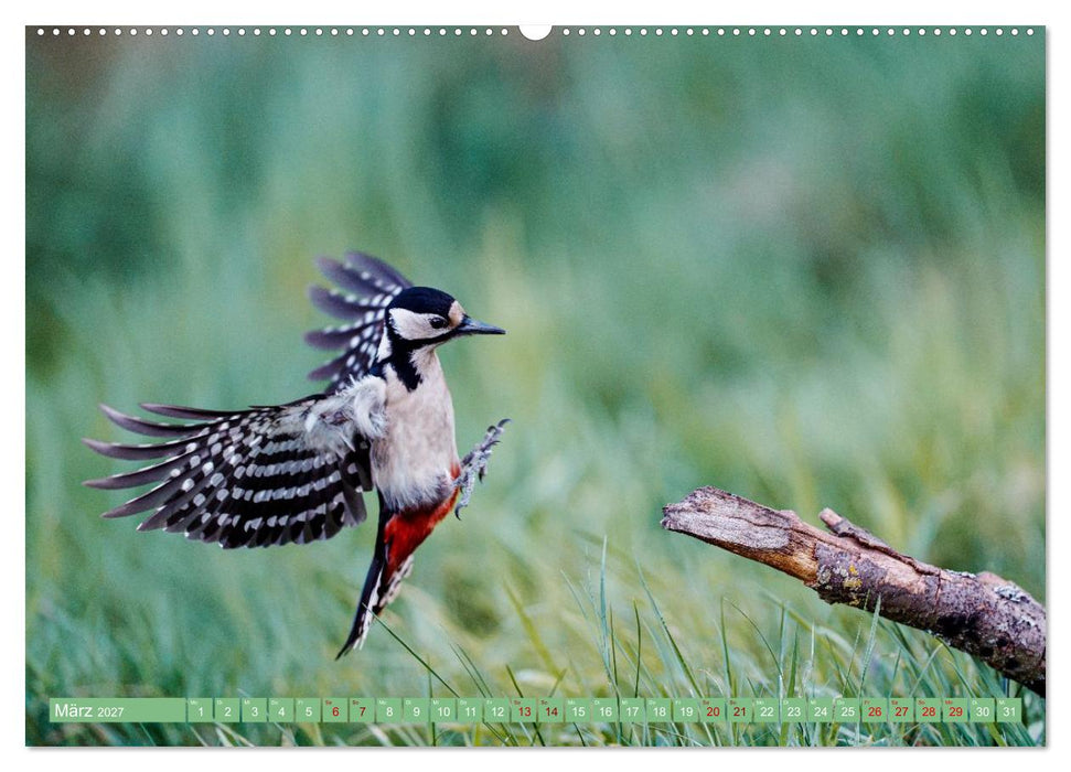 Buntspechte im Flug (CALVENDO Wandkalender 2027)