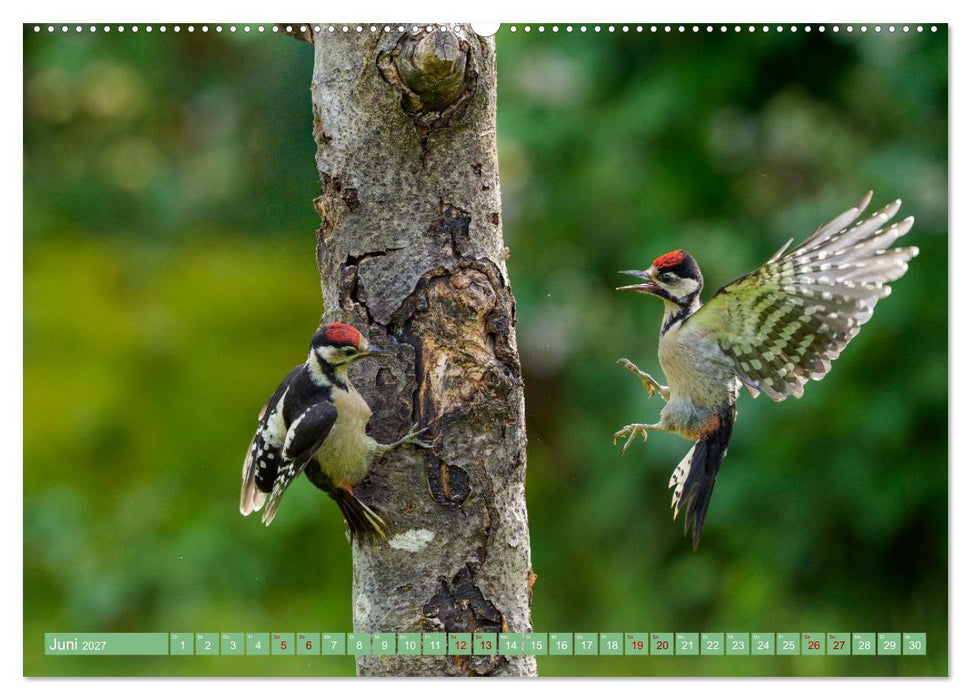 Buntspechte im Flug (CALVENDO Wandkalender 2027)