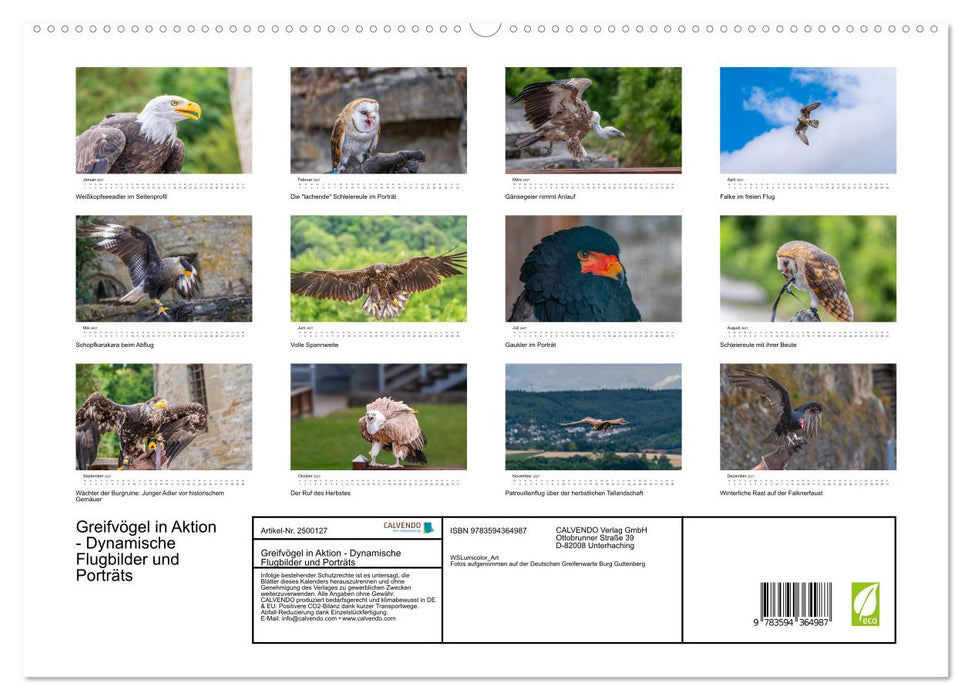 Greifvögel in Aktion - Dynamische Flugbilder und Porträts (CALVENDO Premium Wandkalender 2027)