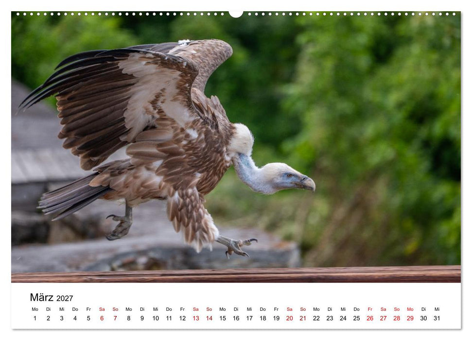 Greifvögel in Aktion - Dynamische Flugbilder und Porträts (CALVENDO Premium Wandkalender 2027)