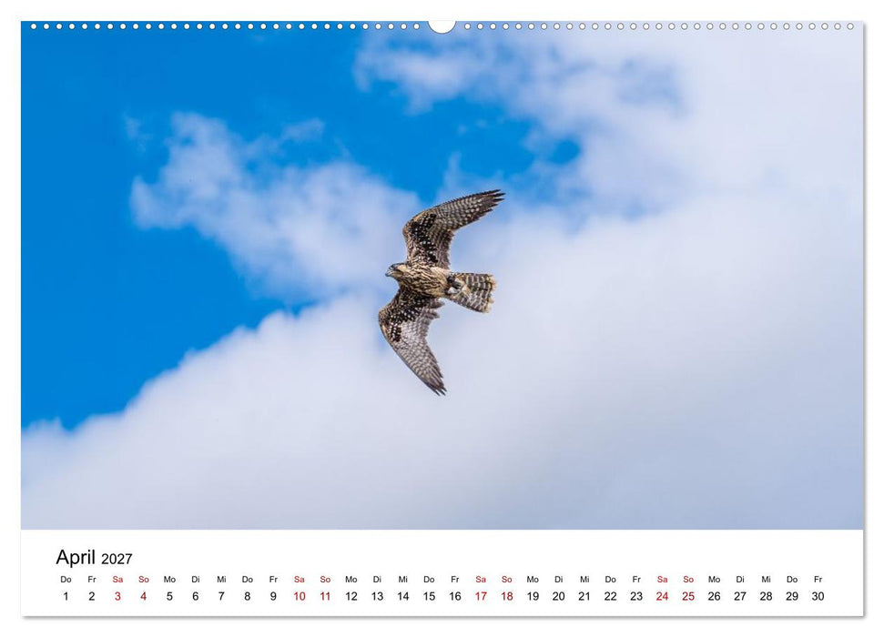 Greifvögel in Aktion - Dynamische Flugbilder und Porträts (CALVENDO Premium Wandkalender 2027)
