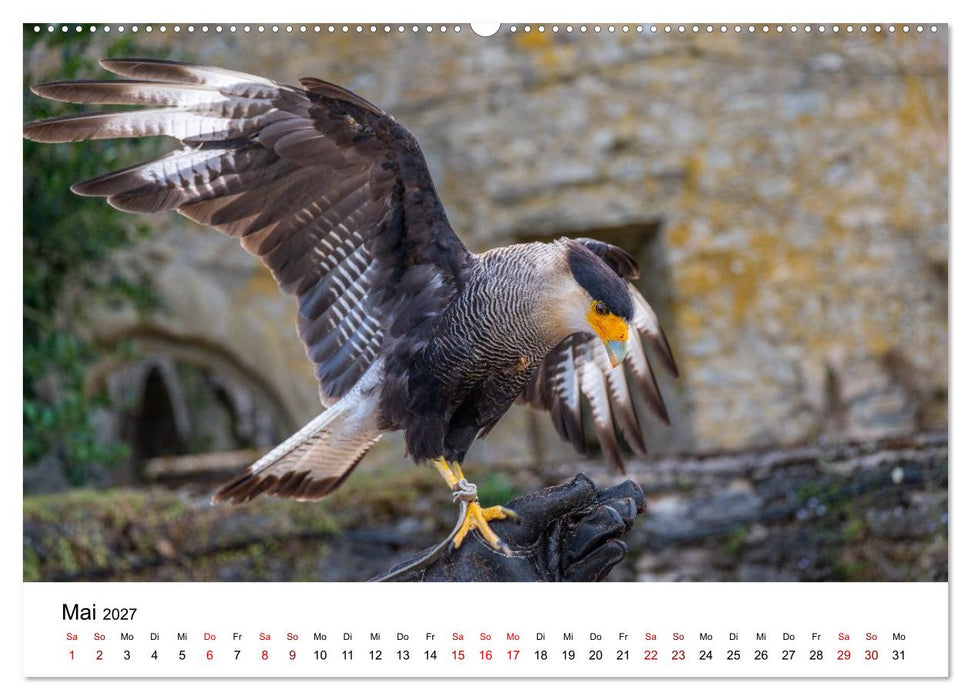 Greifvögel in Aktion - Dynamische Flugbilder und Porträts (CALVENDO Premium Wandkalender 2027)