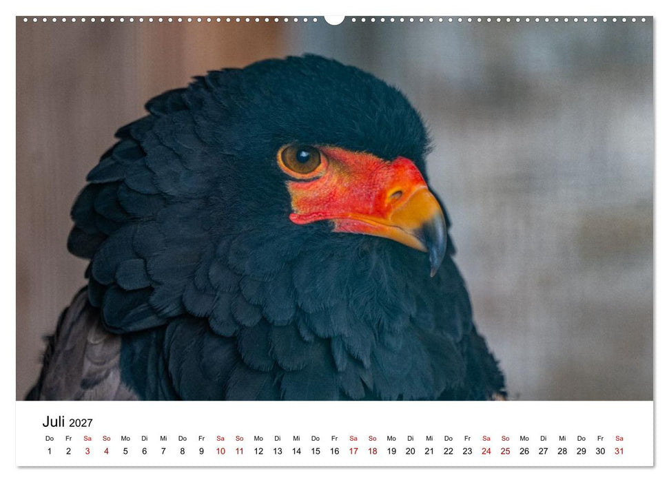 Greifvögel in Aktion - Dynamische Flugbilder und Porträts (CALVENDO Premium Wandkalender 2027)
