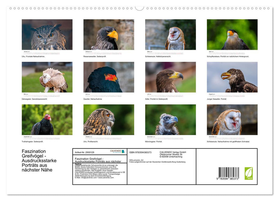 Faszination Greifvögel - Ausdrucksstarke Porträts aus nächster Nähe (CALVENDO Premium Wandkalender 2027)