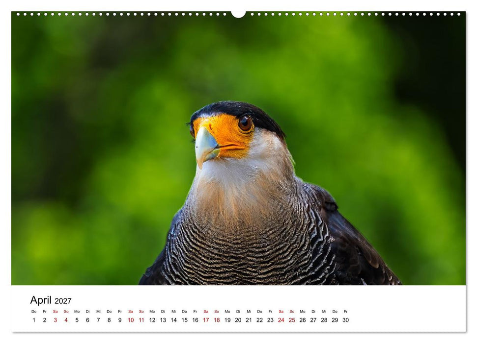 Faszination Greifvögel - Ausdrucksstarke Porträts aus nächster Nähe (CALVENDO Premium Wandkalender 2027)