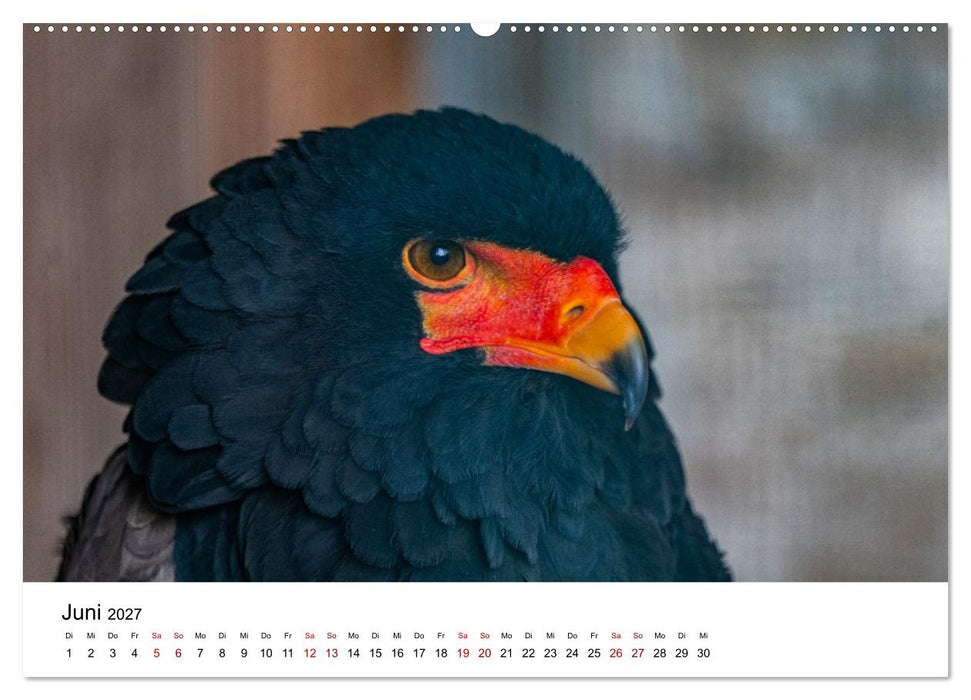Faszination Greifvögel - Ausdrucksstarke Porträts aus nächster Nähe (CALVENDO Premium Wandkalender 2027)