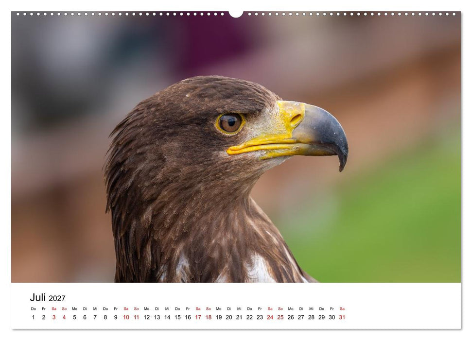 Faszination Greifvögel - Ausdrucksstarke Porträts aus nächster Nähe (CALVENDO Premium Wandkalender 2027)