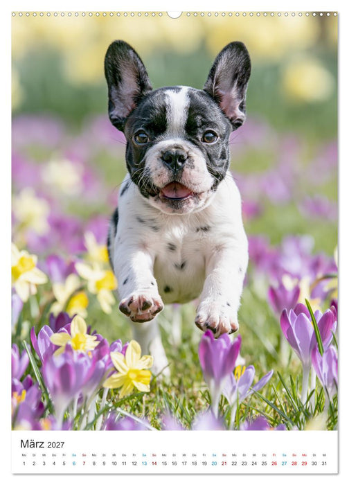 Ein Herz für Buldoggen (CALVENDO Premium Wandkalender 2027)