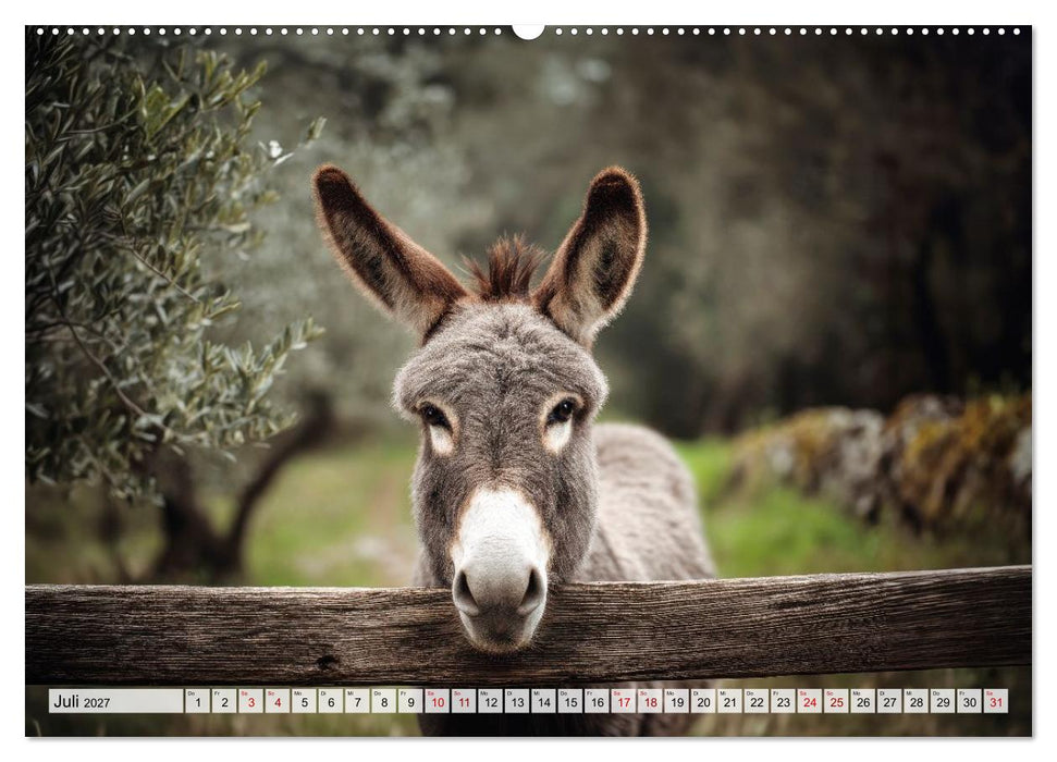 Esel - Charakterköpfe der Natur (CALVENDO Premium Wandkalender 2027)