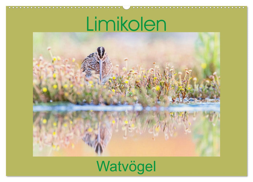 Limikolen - Watvögel aus Europa (CALVENDO Wandkalender 2027)