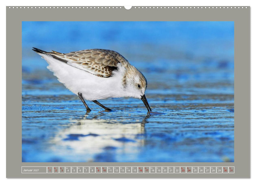 Limikolen - Watvögel aus Europa (CALVENDO Wandkalender 2027)