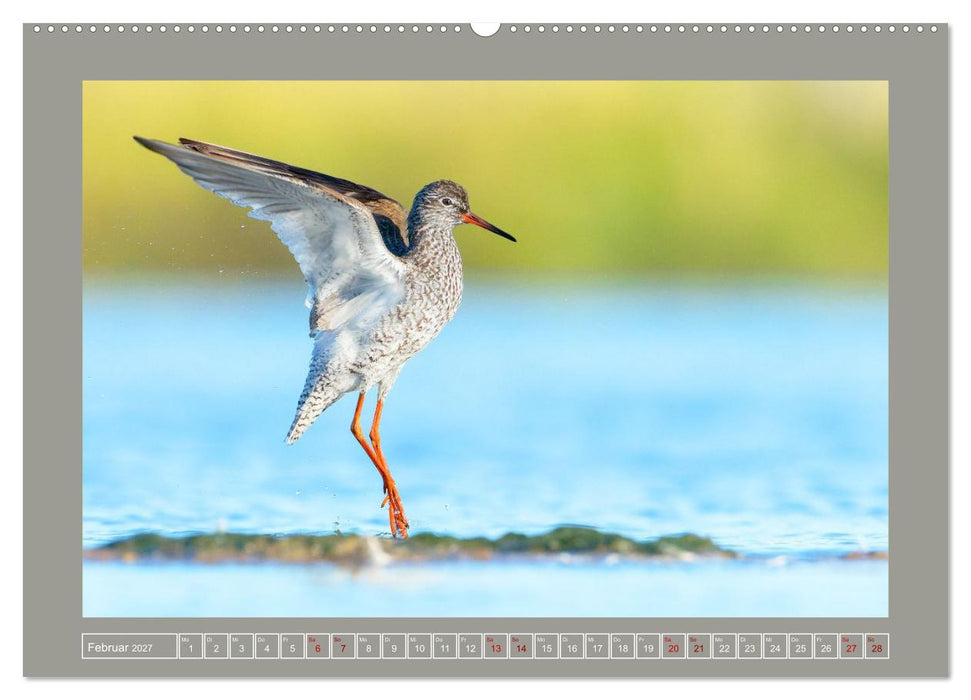 Limikolen - Watvögel aus Europa (CALVENDO Wandkalender 2027)