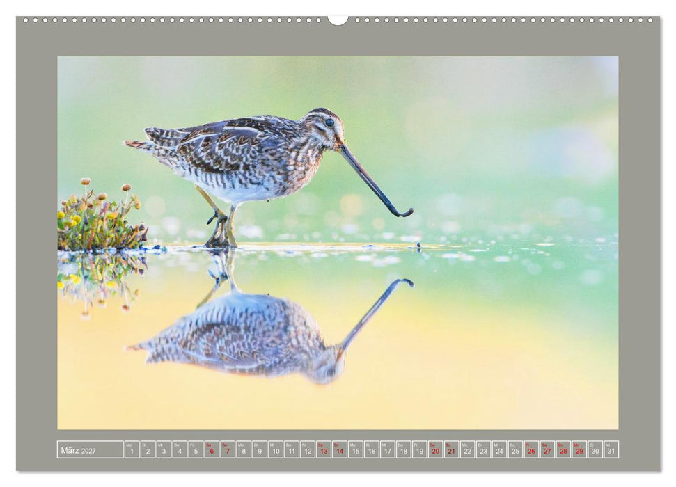 Limikolen - Watvögel aus Europa (CALVENDO Wandkalender 2027)