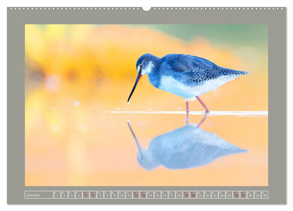 Limikolen - Watvögel aus Europa (CALVENDO Wandkalender 2027)
