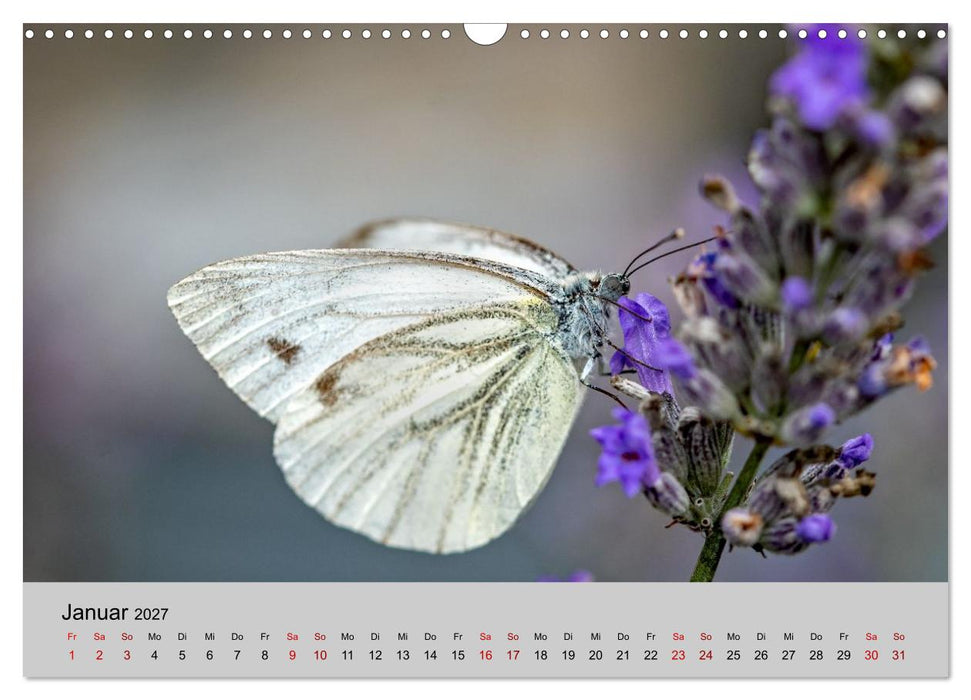Insektenparadies Garten (CALVENDO Wandkalender 2027)
