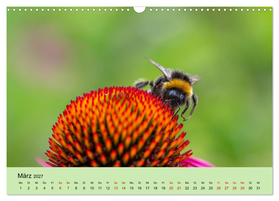 Insektenparadies Garten (CALVENDO Wandkalender 2027)