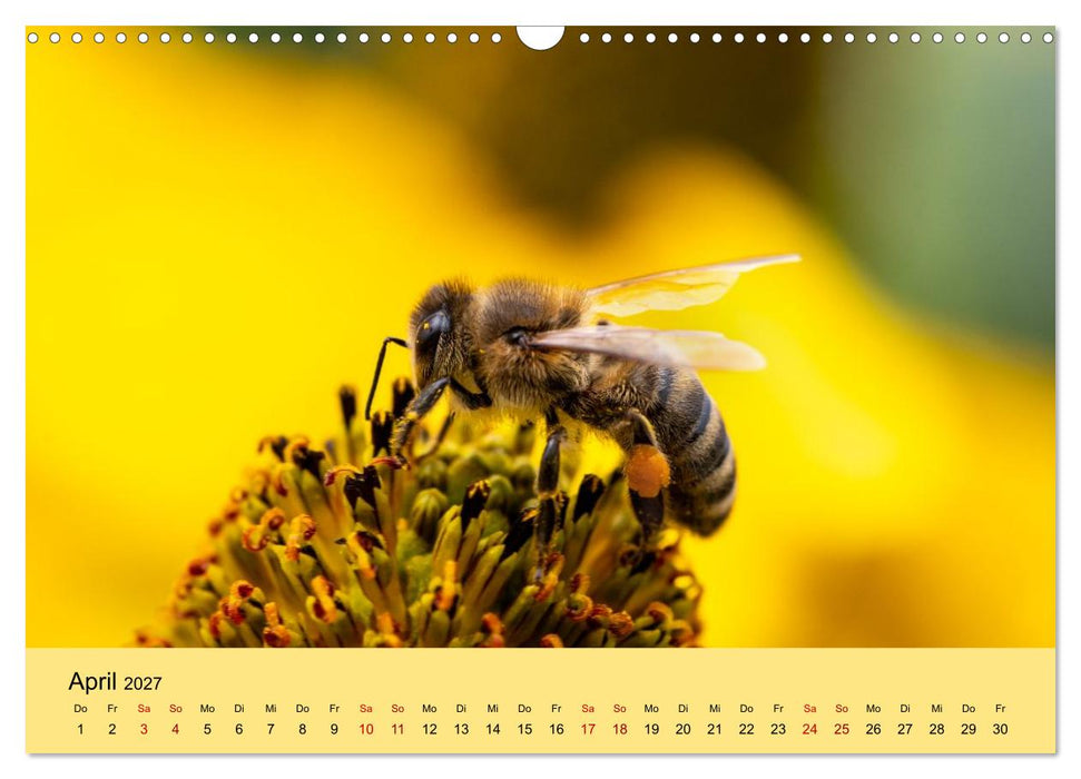 Insektenparadies Garten (CALVENDO Wandkalender 2027)
