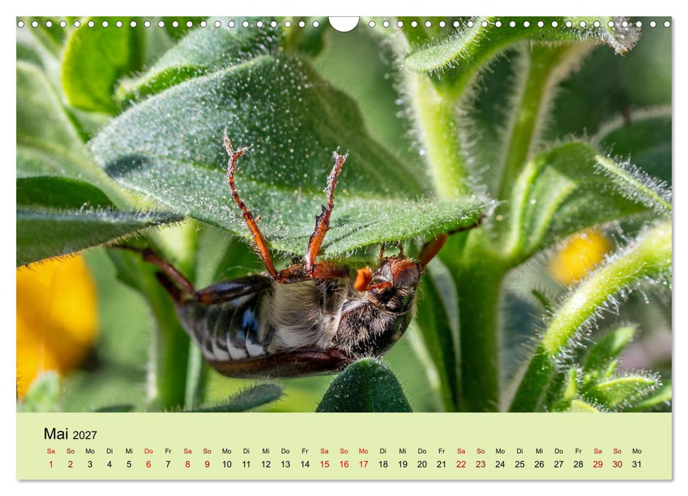 Insektenparadies Garten (CALVENDO Wandkalender 2027)