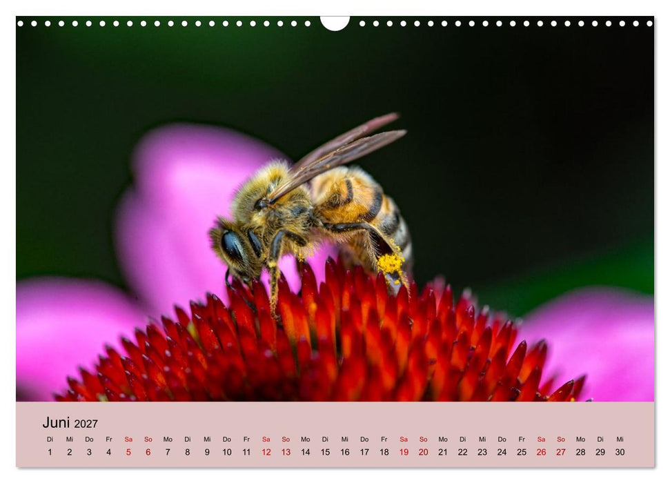 Insektenparadies Garten (CALVENDO Wandkalender 2027)