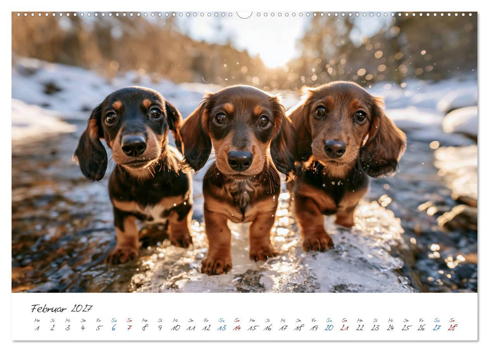 Zauberhafte Dackel (CALVENDO Premium Wandkalender 2027)