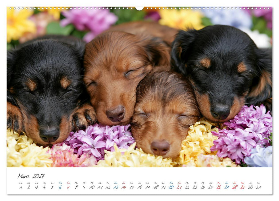 Zauberhafte Dackel (CALVENDO Premium Wandkalender 2027)