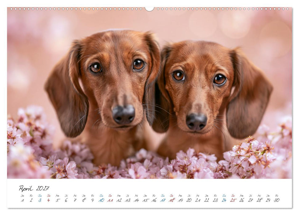 Zauberhafte Dackel (CALVENDO Premium Wandkalender 2027)
