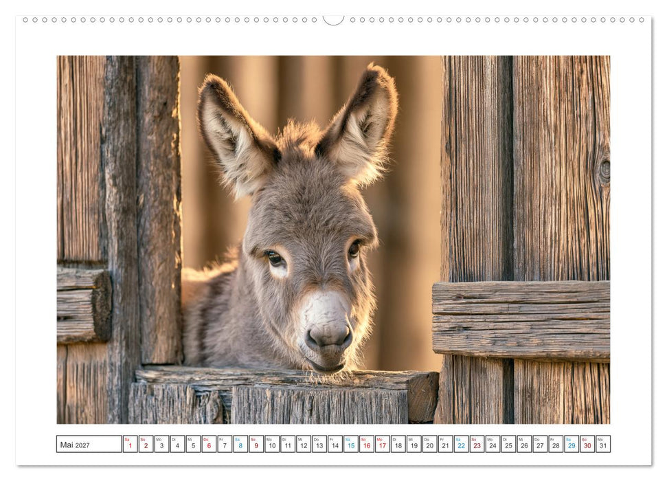 Eselliebe (CALVENDO Wandkalender 2027)