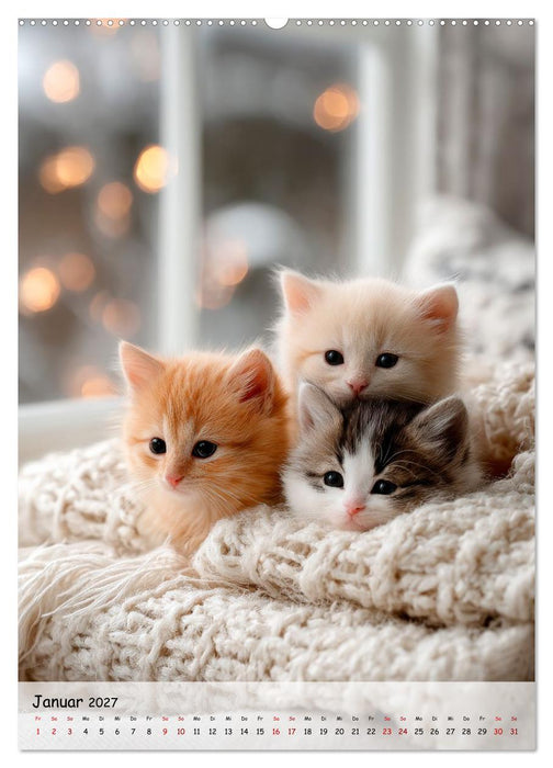 Katzenbabys - Kleine Pfoten, große Herzen (CALVENDO Wandkalender 2027)