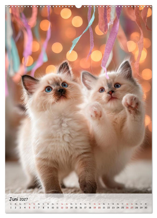 Katzenbabys - Kleine Pfoten, große Herzen (CALVENDO Wandkalender 2027)