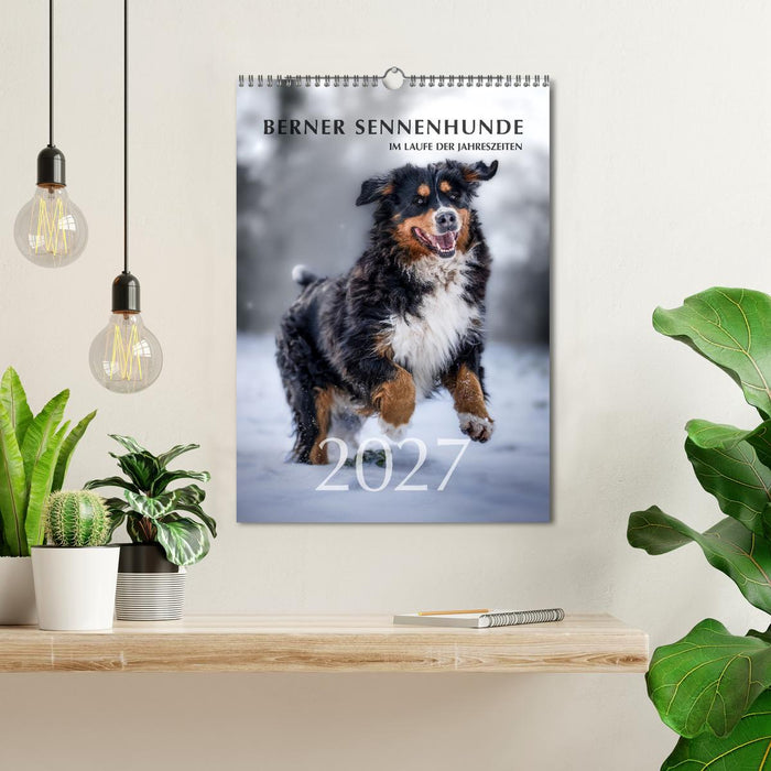 Berner Sennenhunde im Laufe der Jahreszeiten (CALVENDO Wandkalender 2027)