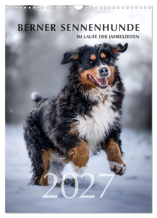 Berner Sennenhunde im Laufe der Jahreszeiten (CALVENDO Wandkalender 2027)