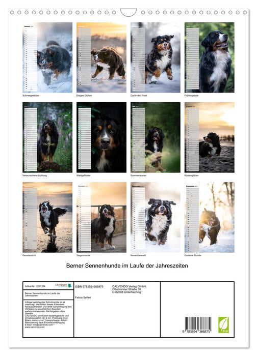 Berner Sennenhunde im Laufe der Jahreszeiten (CALVENDO Wandkalender 2027)