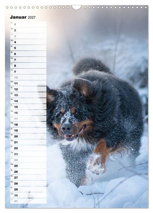 Berner Sennenhunde im Laufe der Jahreszeiten (CALVENDO Wandkalender 2027)