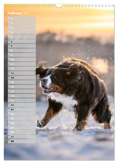 Berner Sennenhunde im Laufe der Jahreszeiten (CALVENDO Wandkalender 2027)
