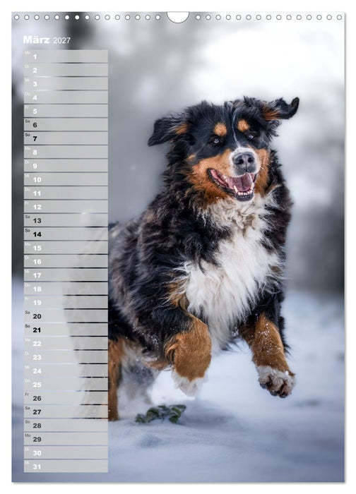 Berner Sennenhunde im Laufe der Jahreszeiten (CALVENDO Wandkalender 2027)